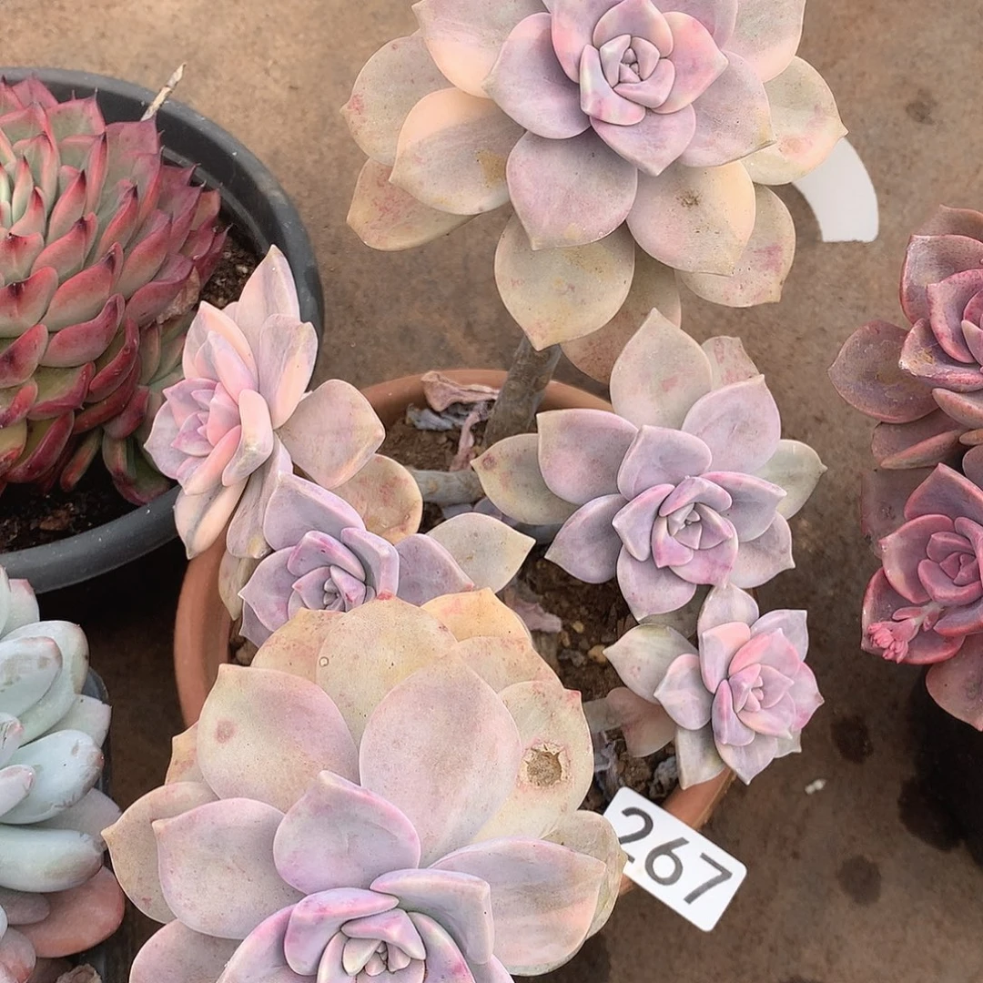 267紫乐锦一物一拍多肉