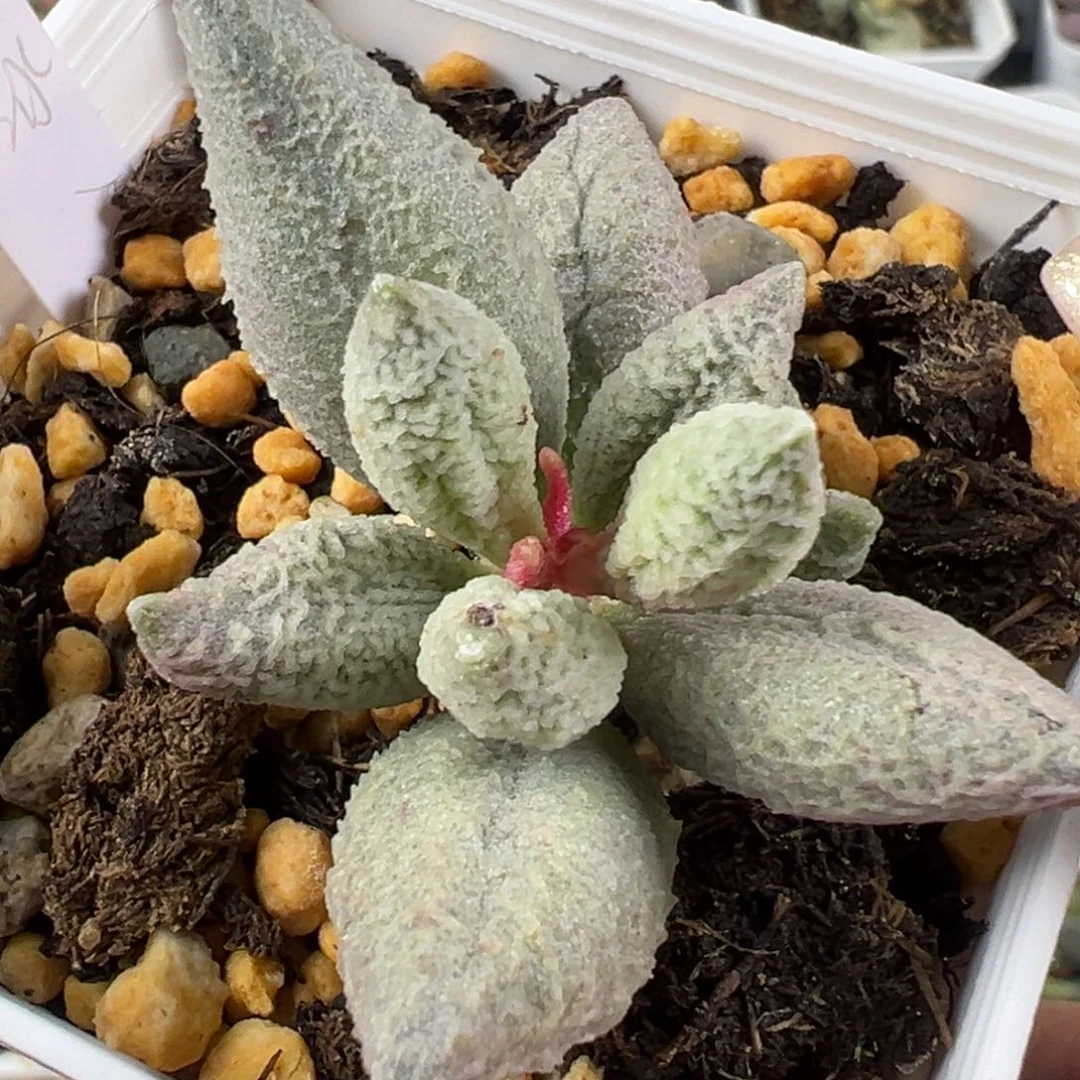 97融冰融化纹老桩