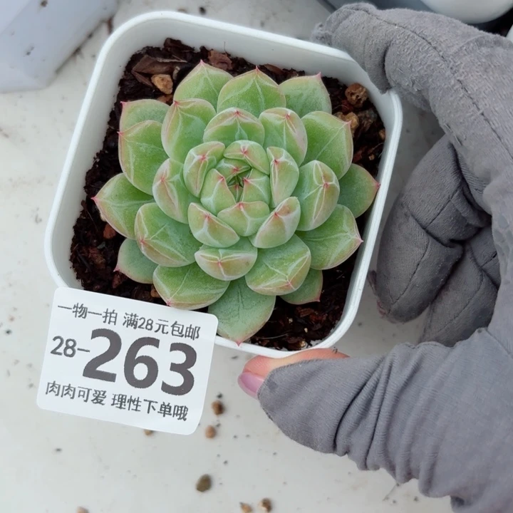 雪花珍妮无盆土无盆土发货
