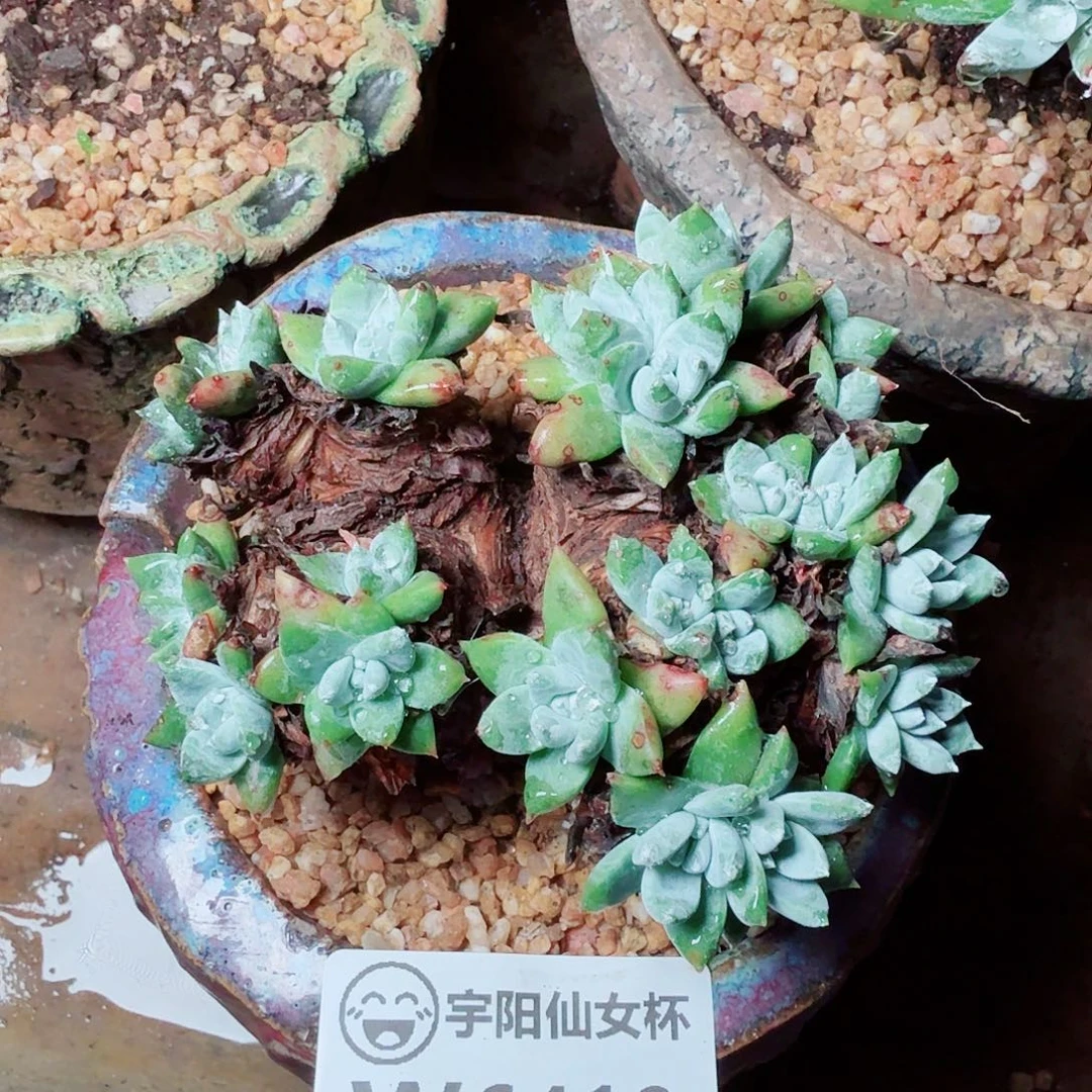 6410苹果叶杂仙女杯多肉