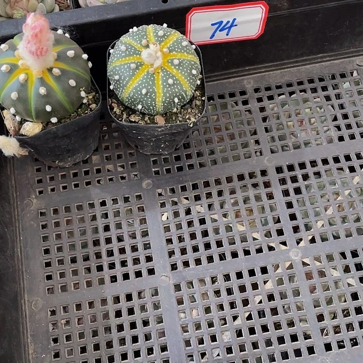 美****74号了带盆土发货