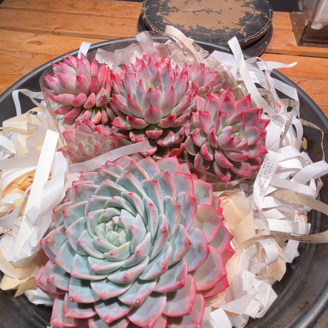 涅**生一物一拍，寄养