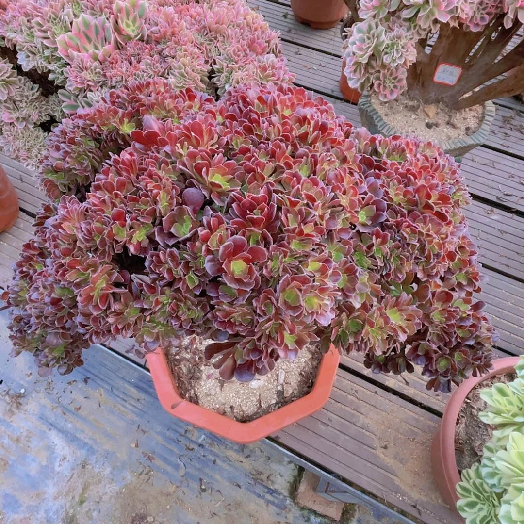 【闪购商品】无花朵梅花