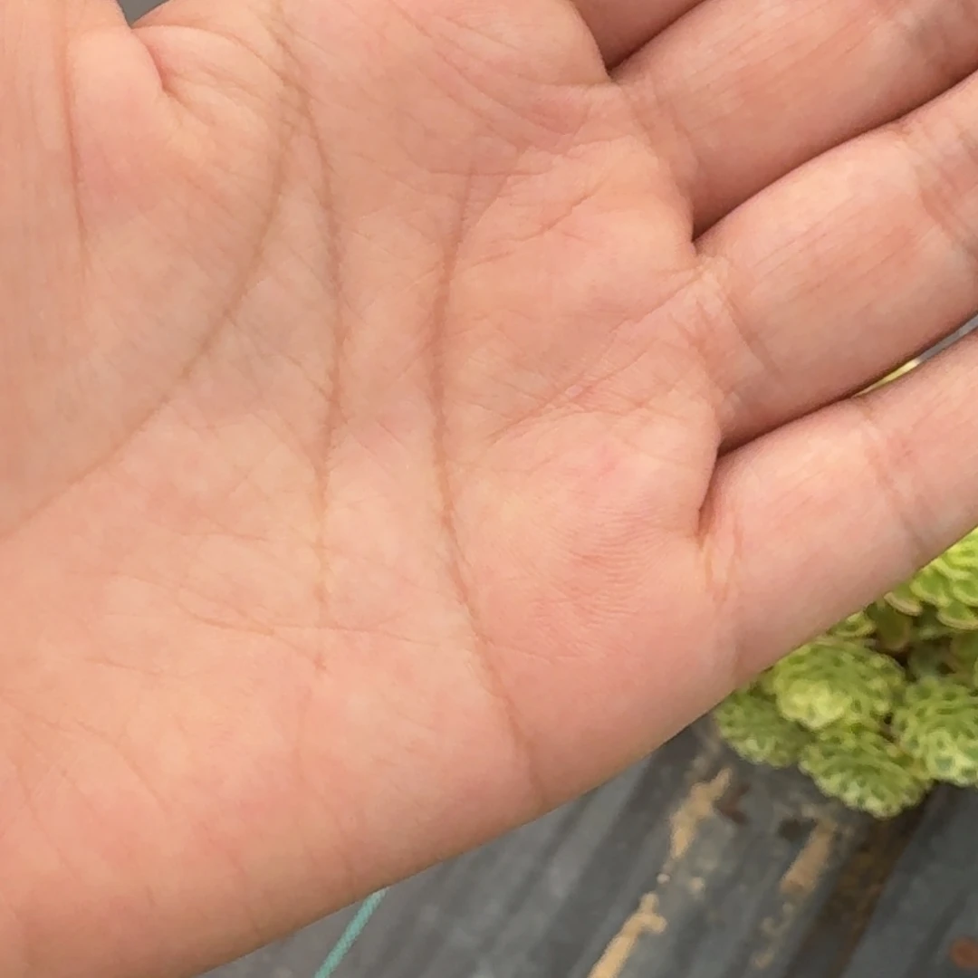 逃***夭逃之夭夭发货多肉植物