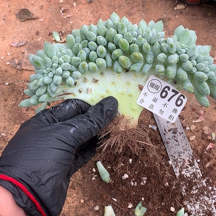 大板子奶糖缀化 多肉植物，9.28号发