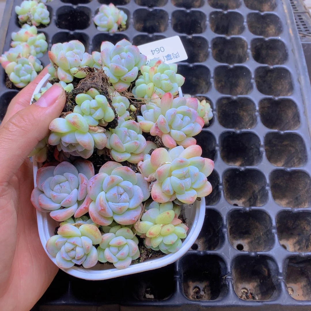 我要去看你了啊我的天064