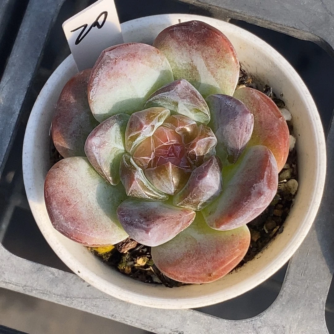 糖心30包邮非偏远