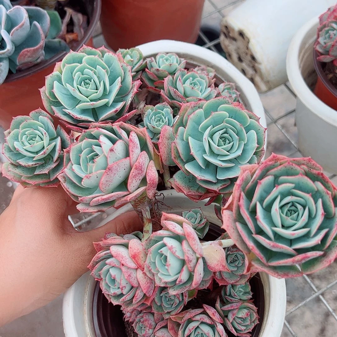 克罗地亚玫瑰多头造型精品
