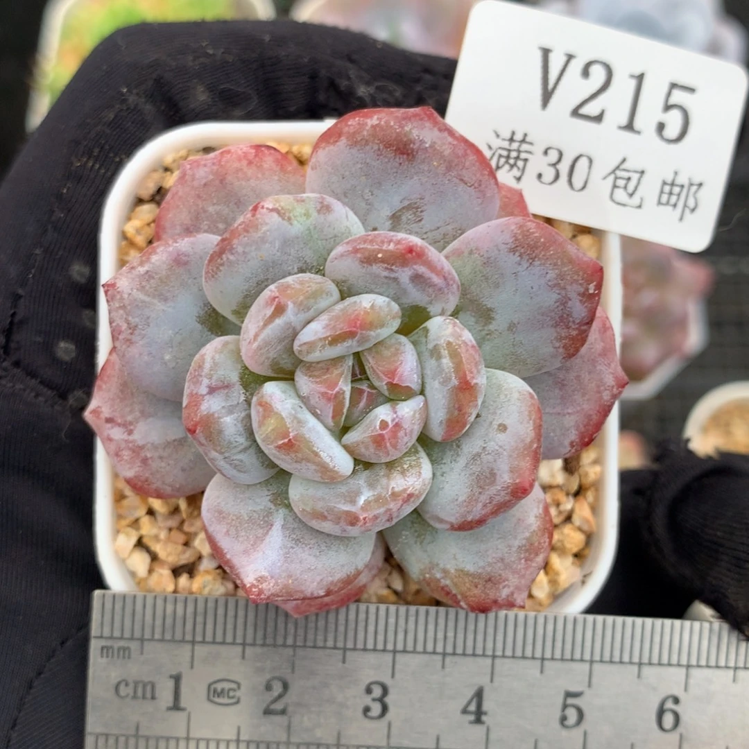 215石化玉芙蓉单头冠服5