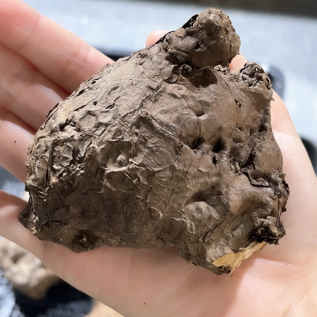 潮流植物一叶龟，圆胖