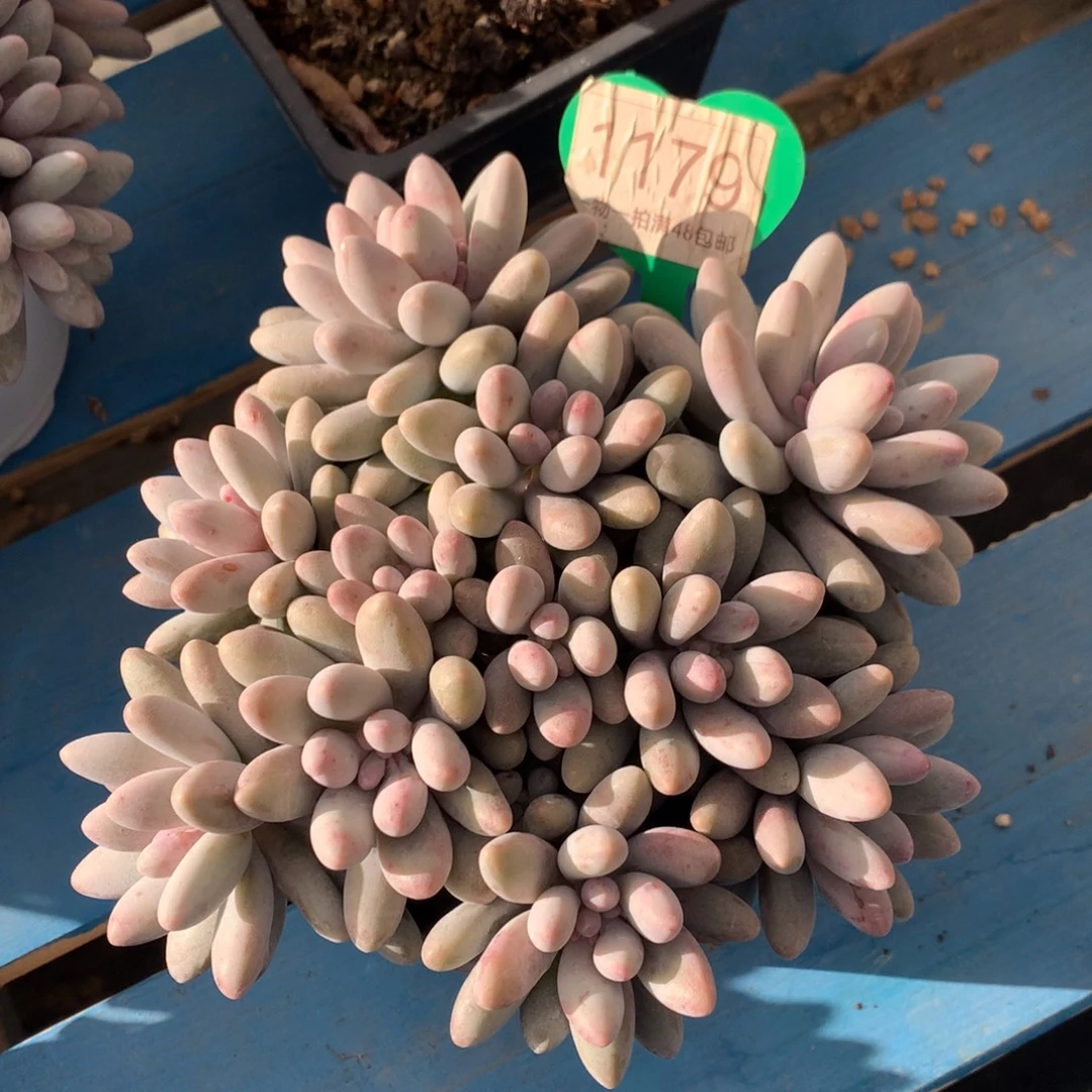 粉色恋人无砍平头1179