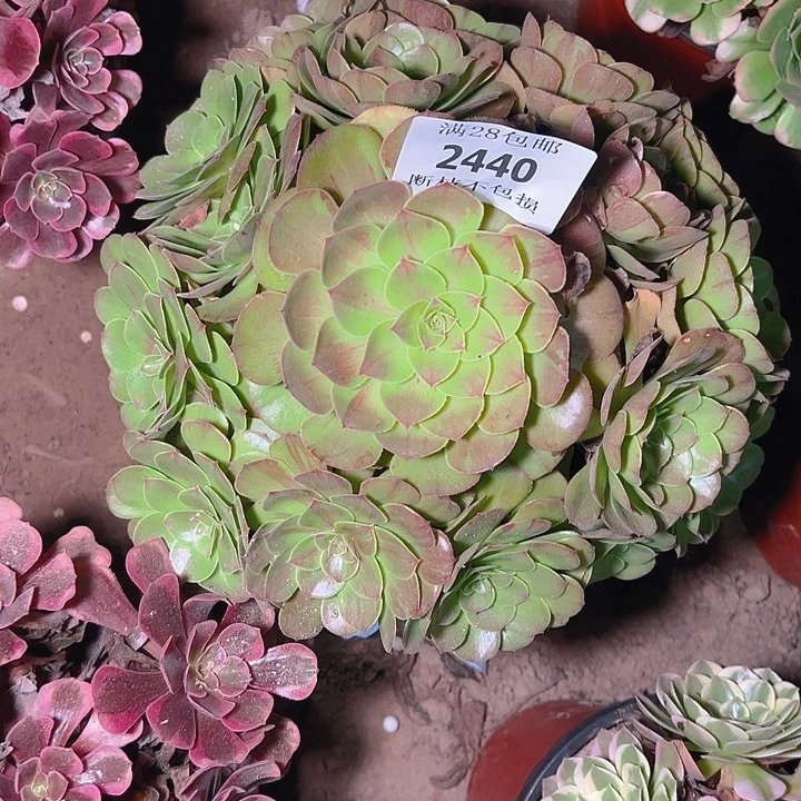 2440花月夜多肉植物