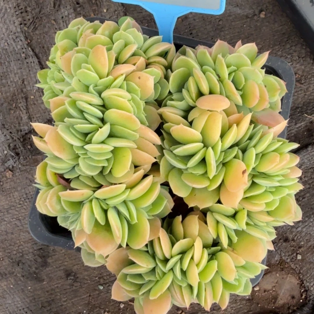星娜塔缀多肉植物026