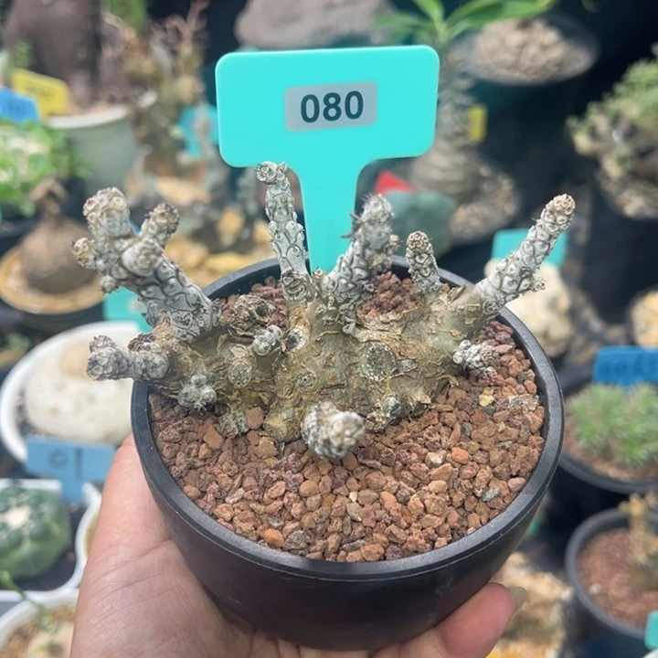白象产地多肉植物