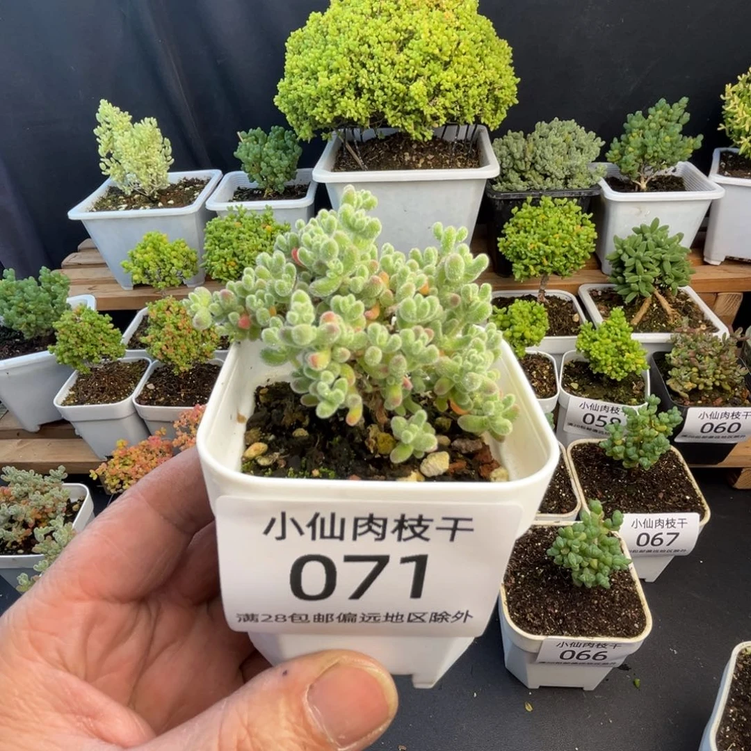 071枝干番杏彩冰晶