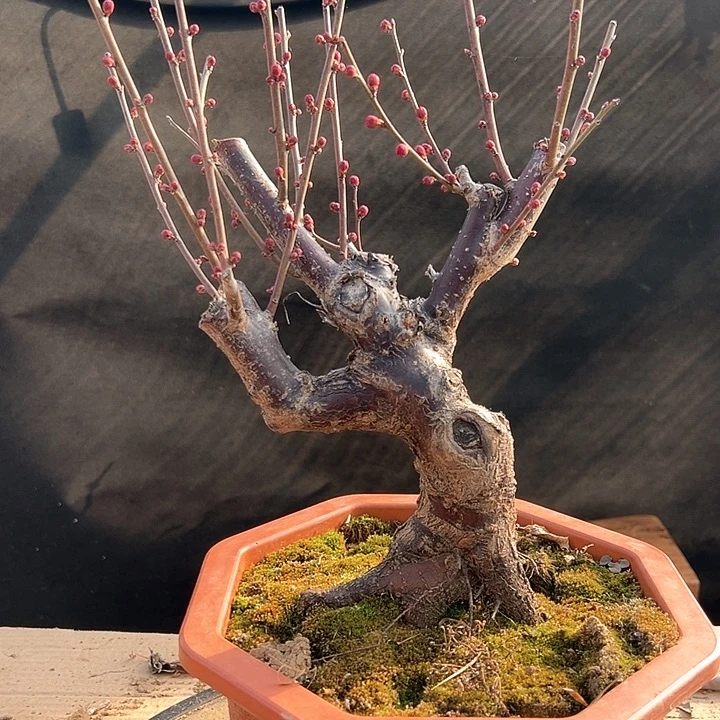 完全开放红色红色