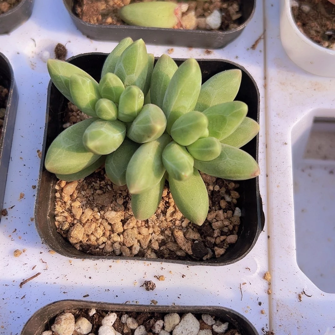 千代田拓土发货19包邮