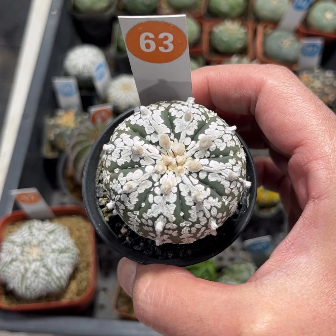 63实生超兜带盆带土发货