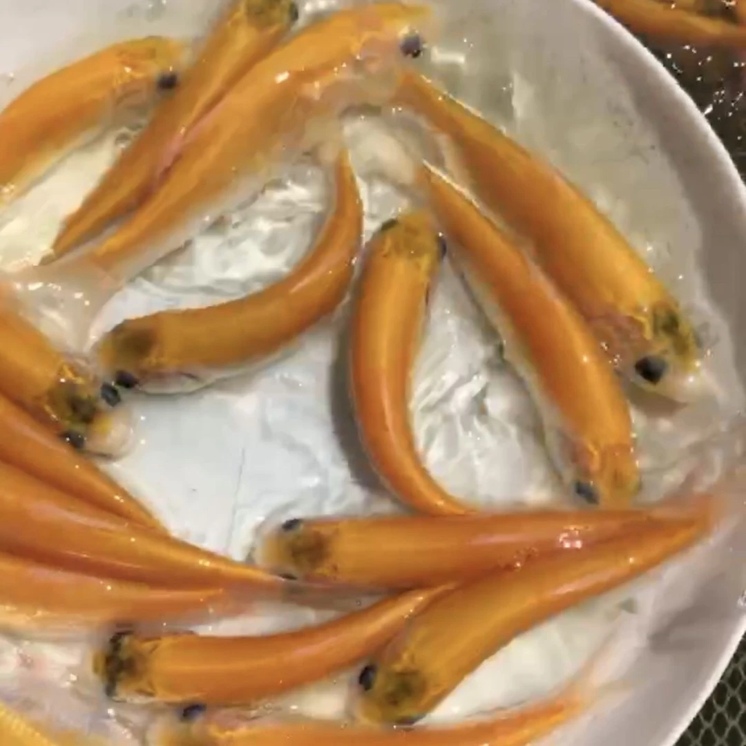 金丝草鱼鱼苗食用鱼红草鱼金草鱼俄罗斯金丝鲩鱼草金淡水养殖