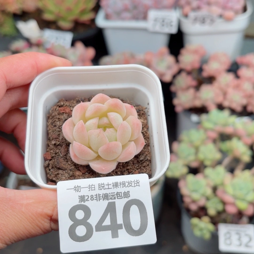 白桃多肉无盆土发货