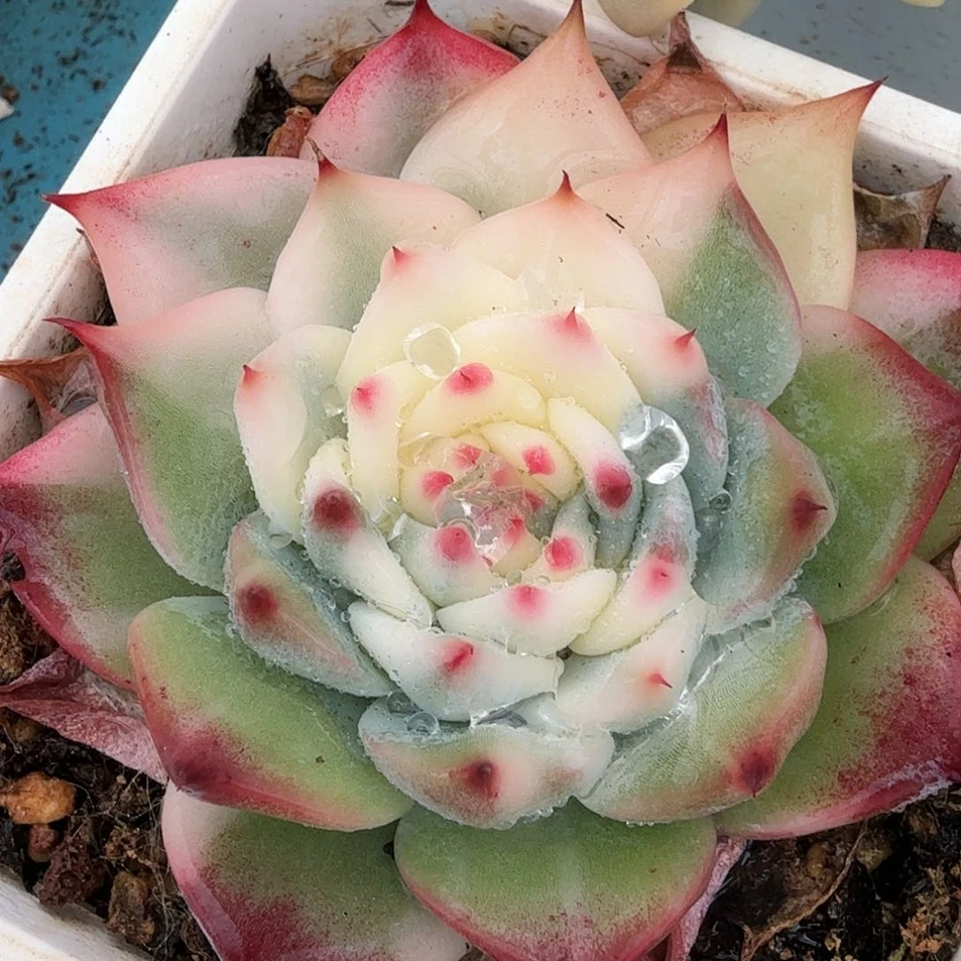 吉娃娃锦，多肉植物