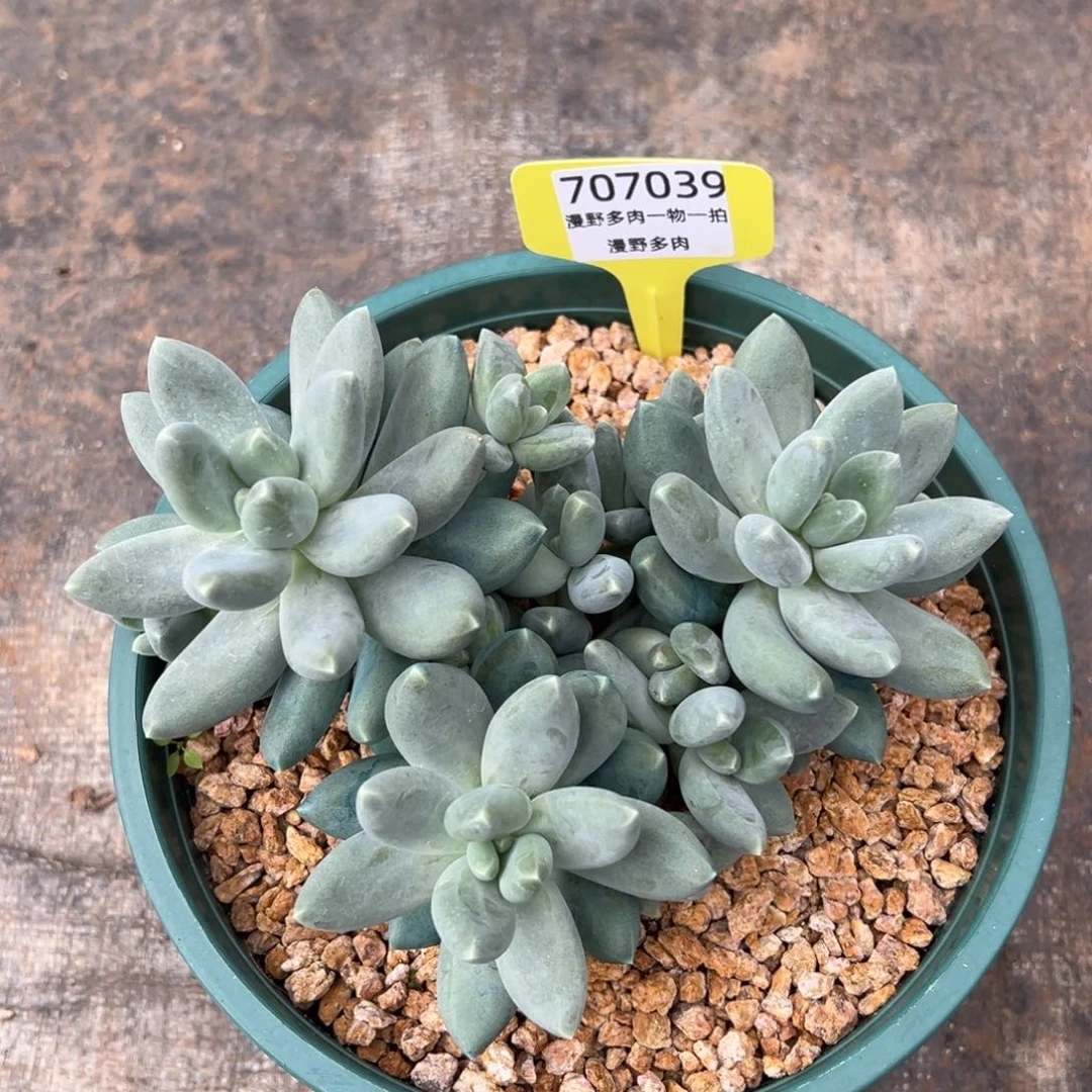 707039 松果美人胖体宽叶多头群生