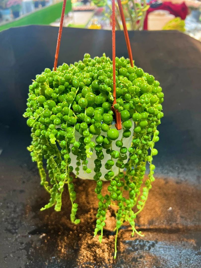 吊兰型佛珠 带盆土 室内好养桌面多肉植物盆栽 多肉2单包邮