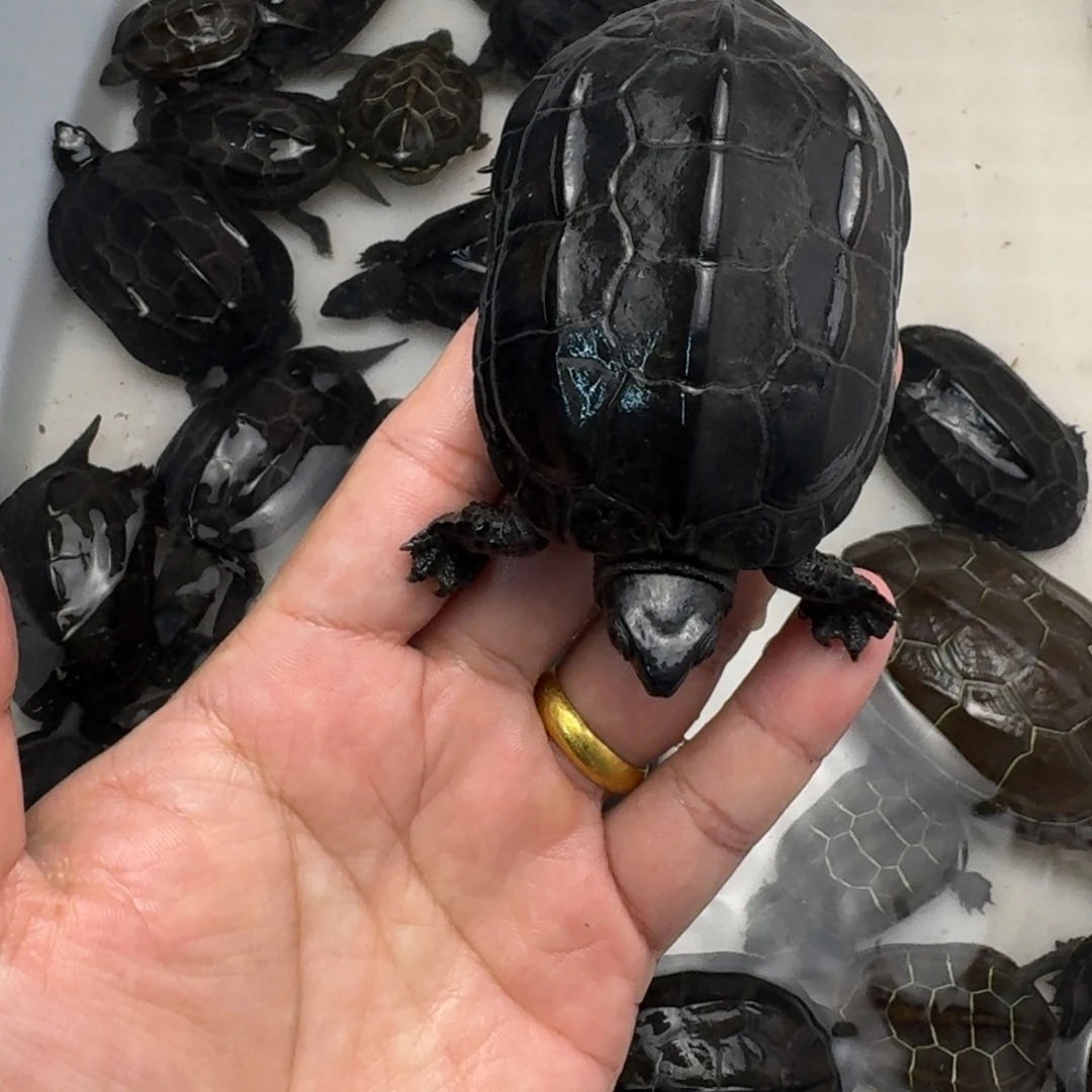 绿毛龟公苏北小墨龟