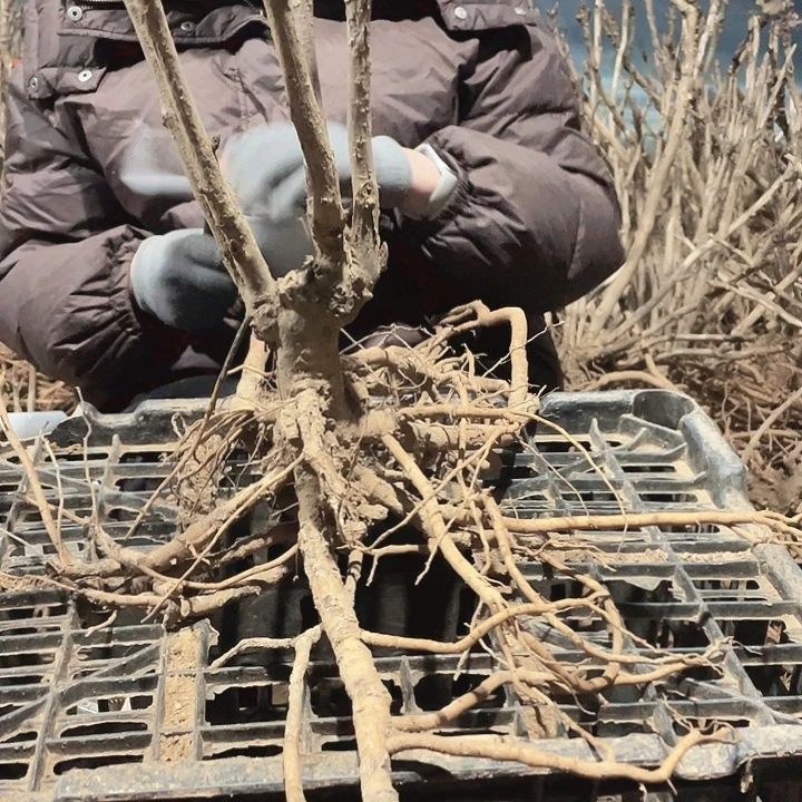 完全开放牡丹花开