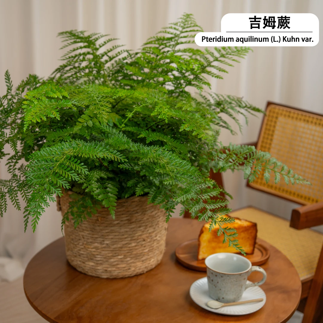 特大吉姆蕨土培盆栽平安蕨蕨类植物办公室耐养净化空气网红植物