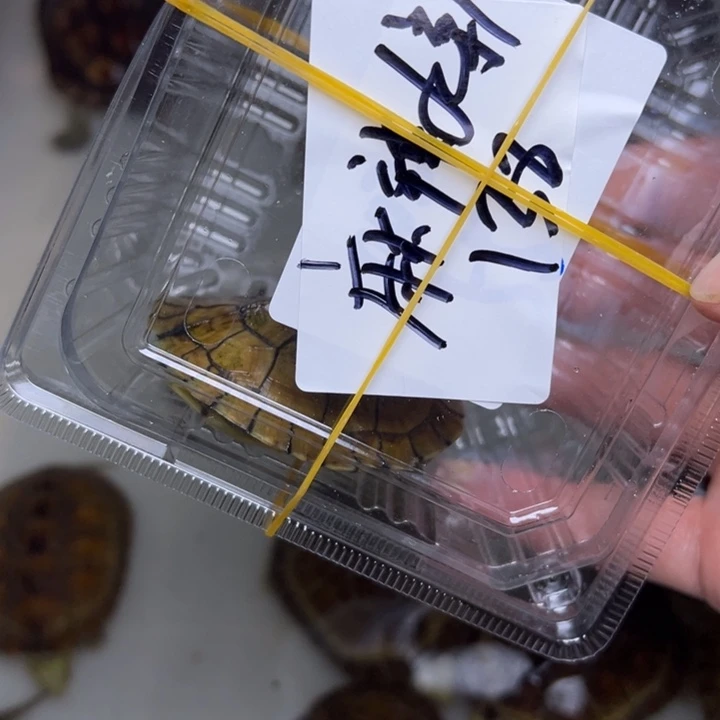 麻***郭母绿毛龟小青龟龟