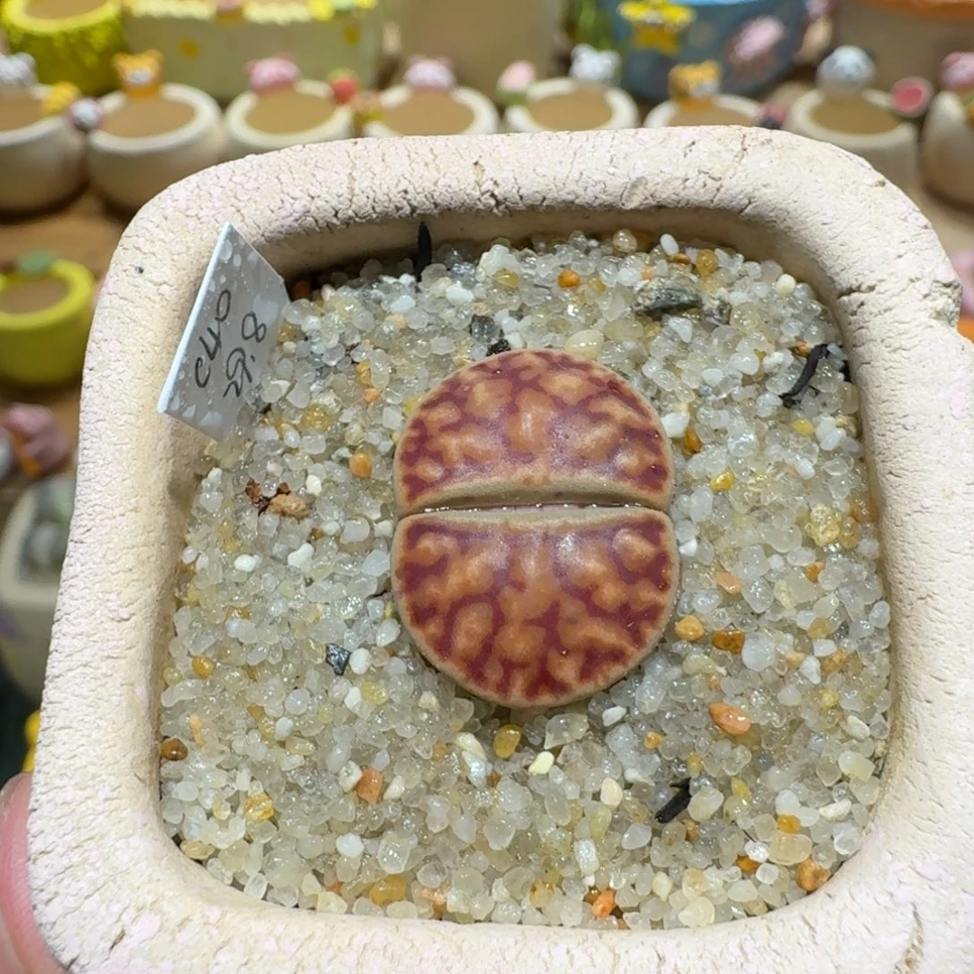 蘑菇1276c40折榴多肉植物