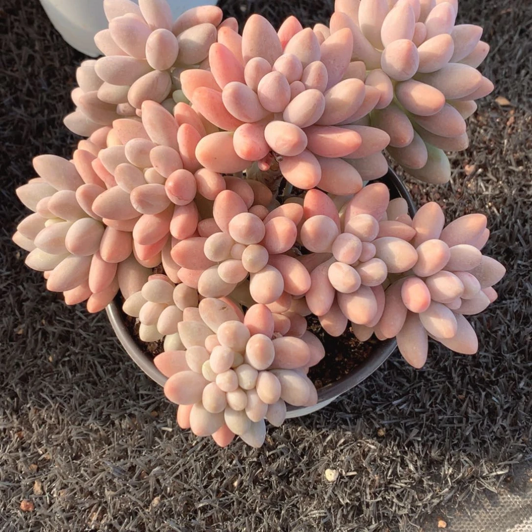 才不会回复的v吧宝贝