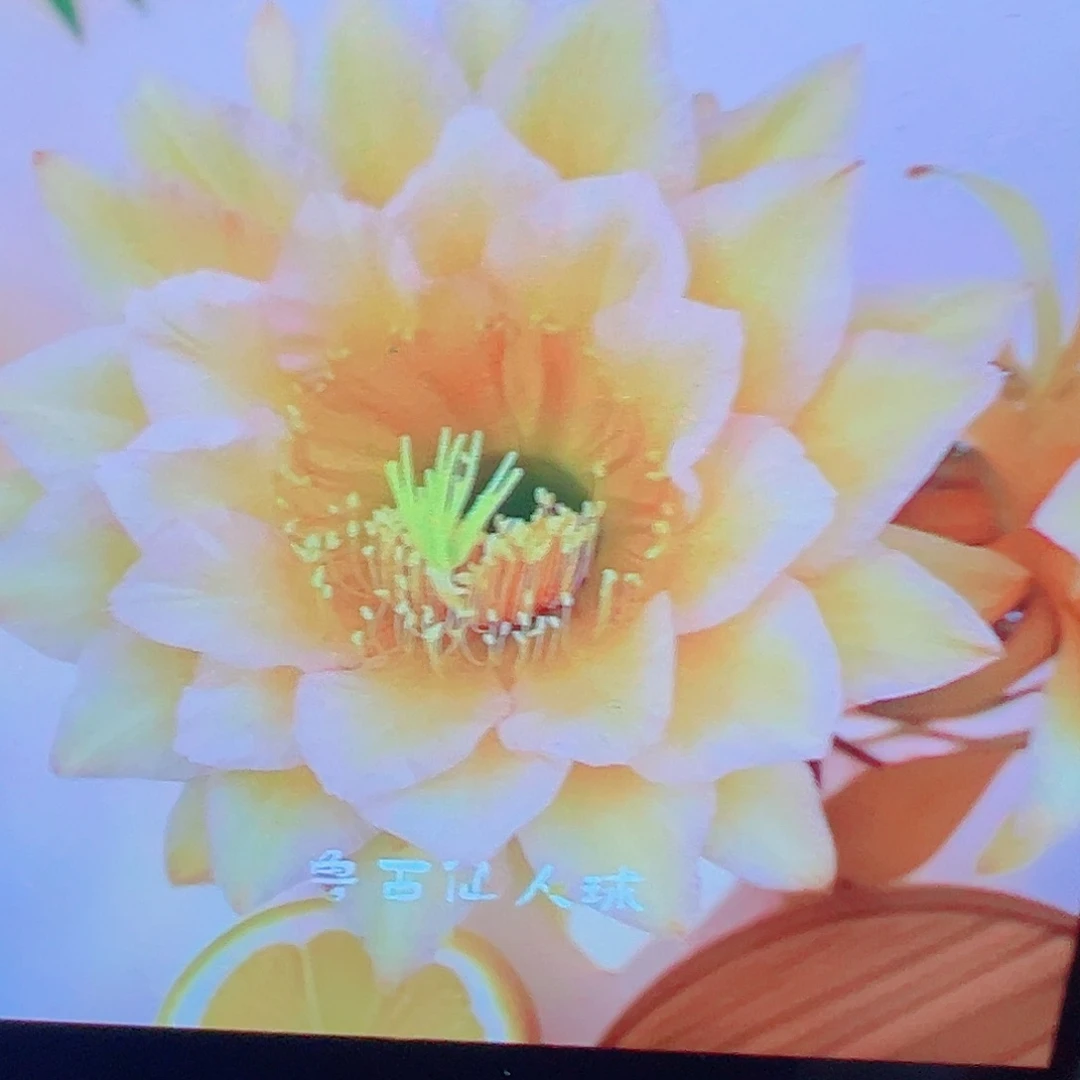 毛花柱 东方 檀香侧芽 满20包邮