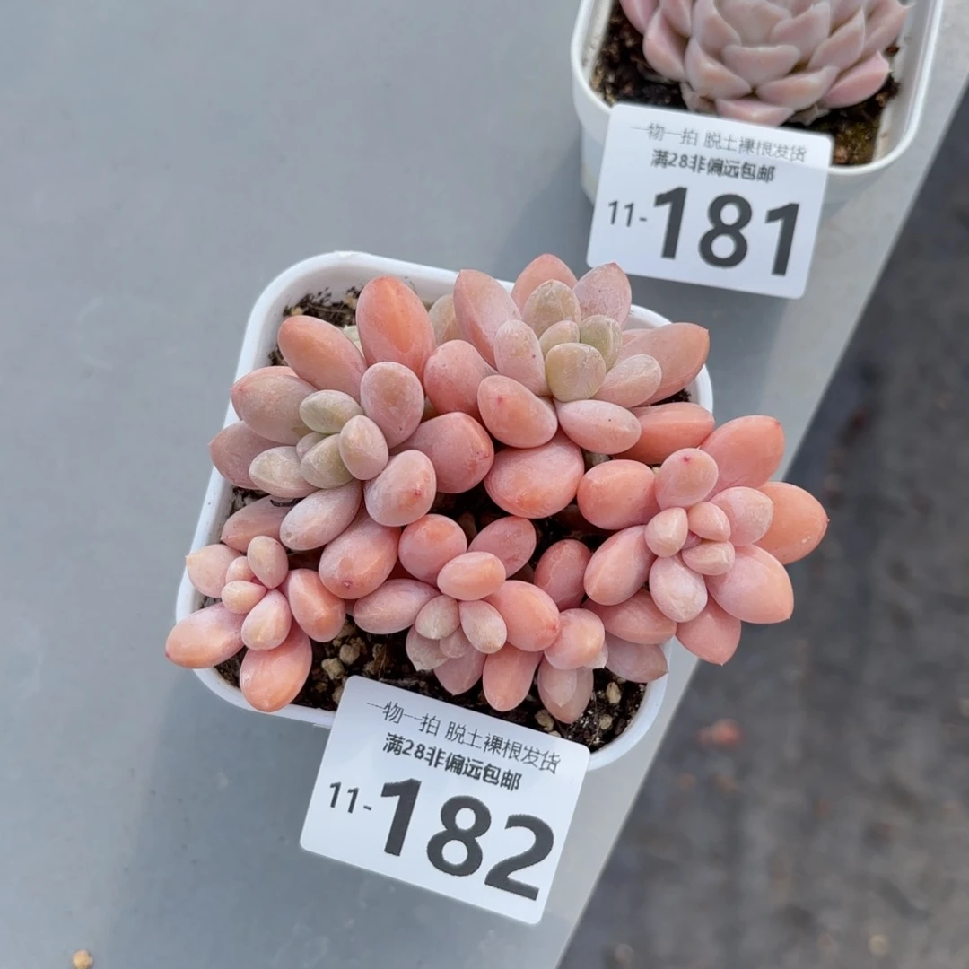 香玉多肉多肉多肉多肉