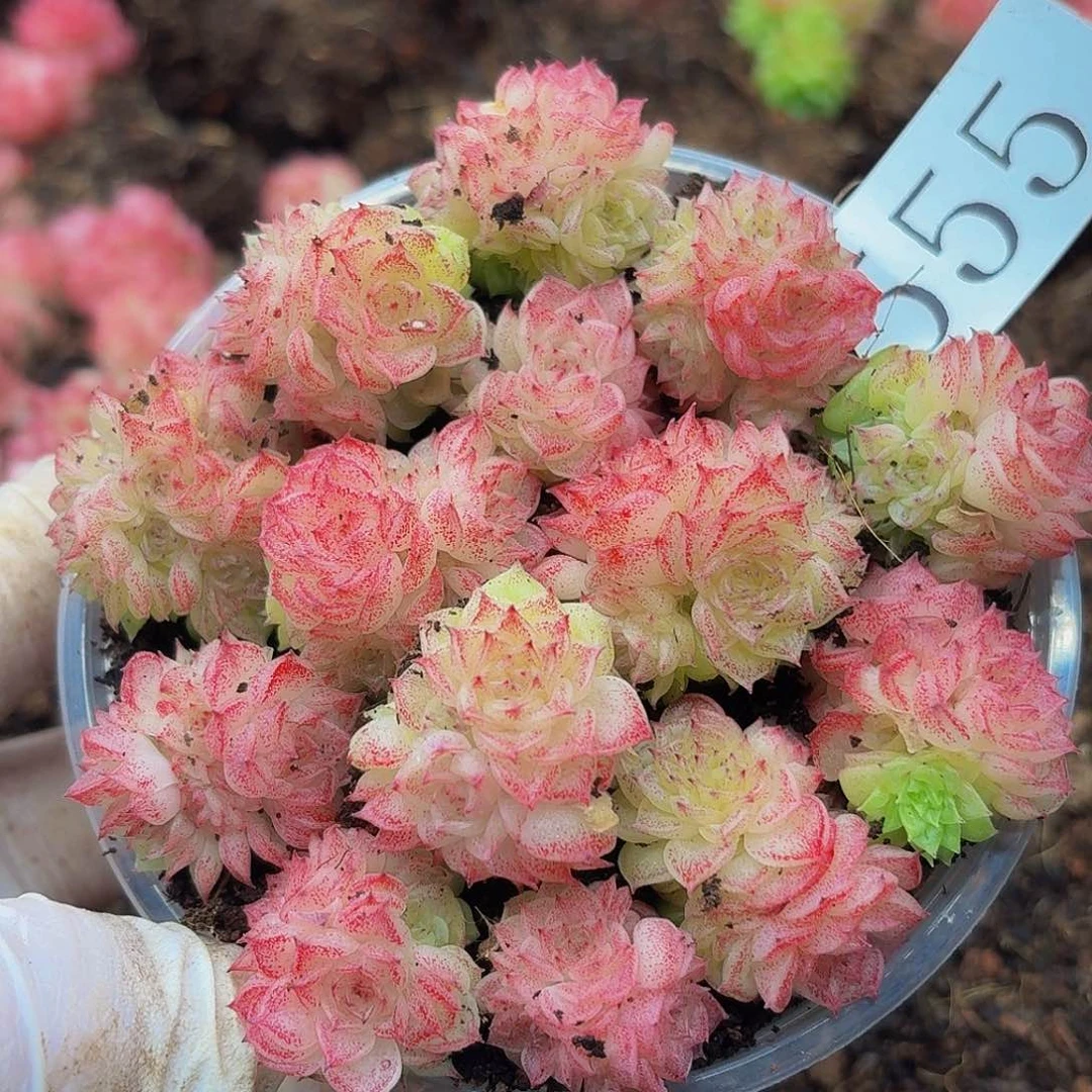 多肉植物多肉植物555
