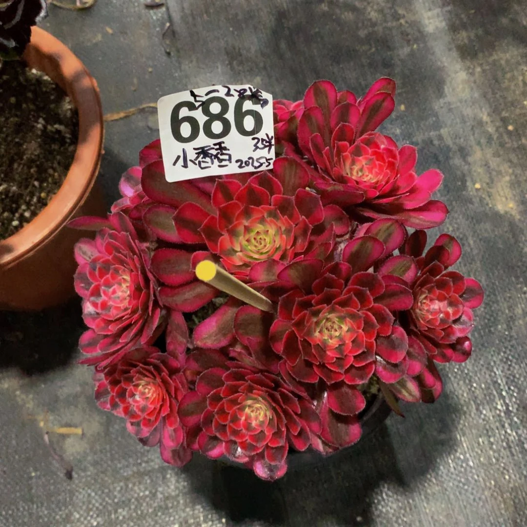 白月光686法师多肉
