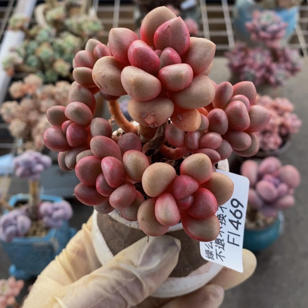 先锋派469/7cm多肉