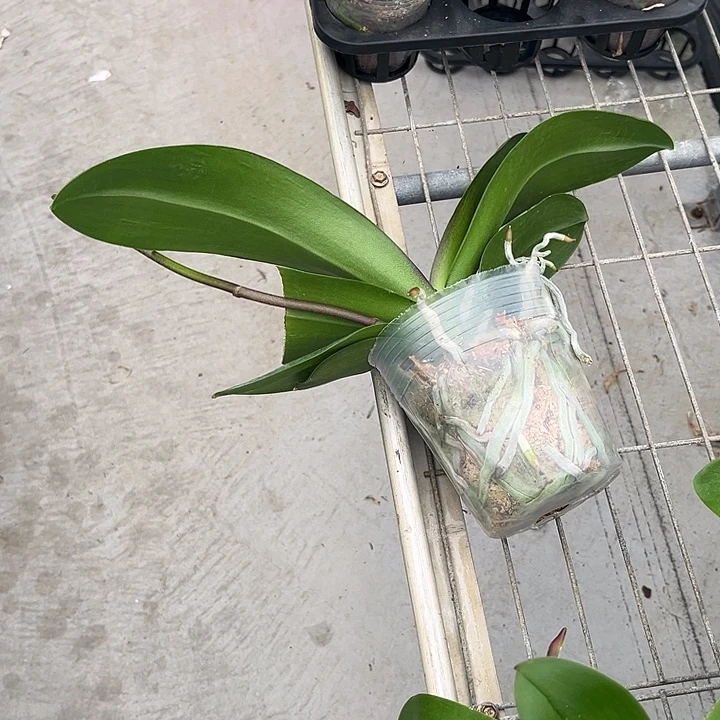 当前无花栽培后可以开花金雕3.5残苗不售后