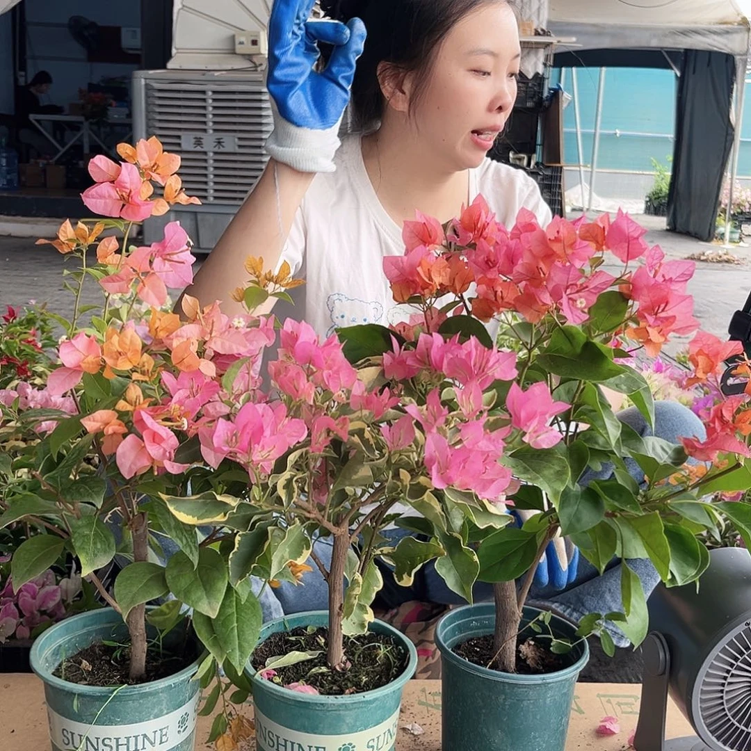 大部分开放少量花苞金发女郎，波妹，蜡染粉组合