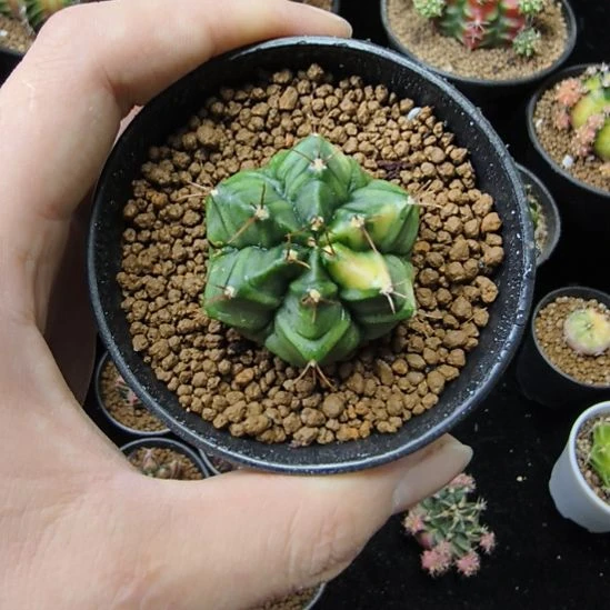 桃子侧芽自根带盆土发货