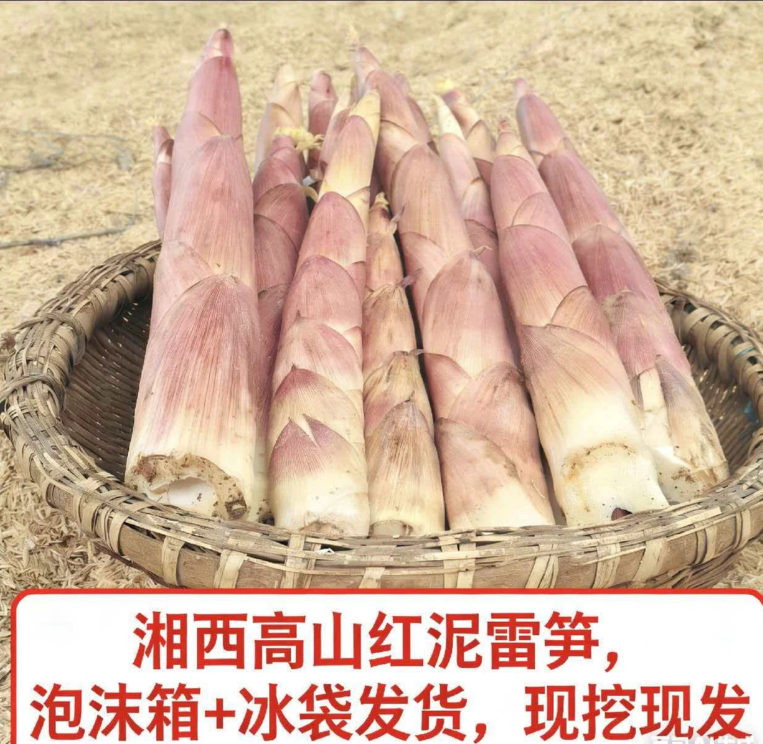 雷竹笋精选大笋新鲜竹笋现挖新鲜炒菜煲汤