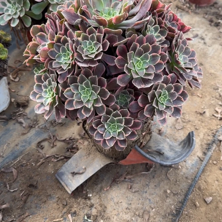 16-56金丝雀不包售后