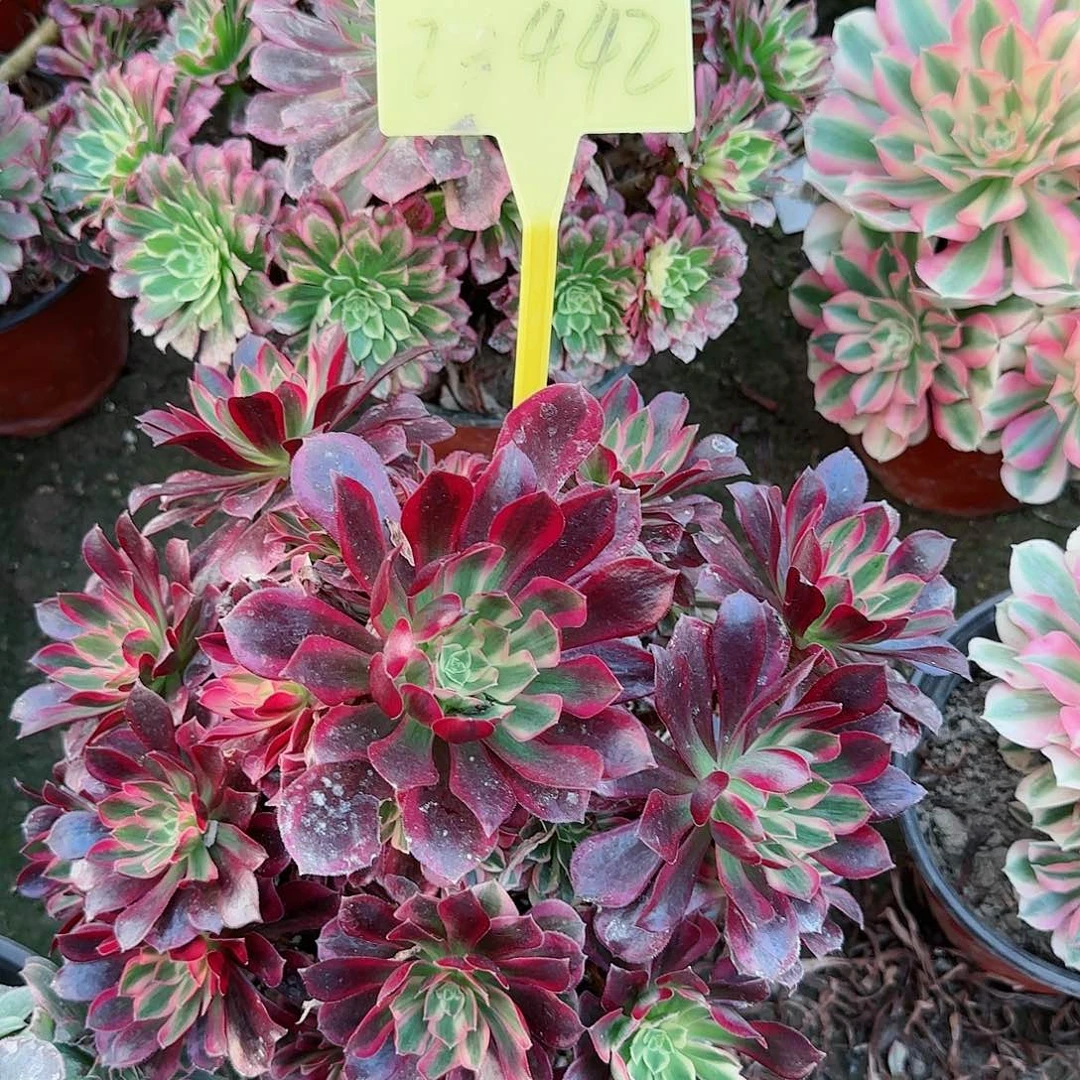 2-442+--多头多肉植物