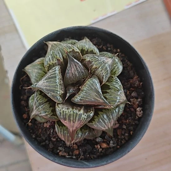 pink一颗多肉植物原盆土