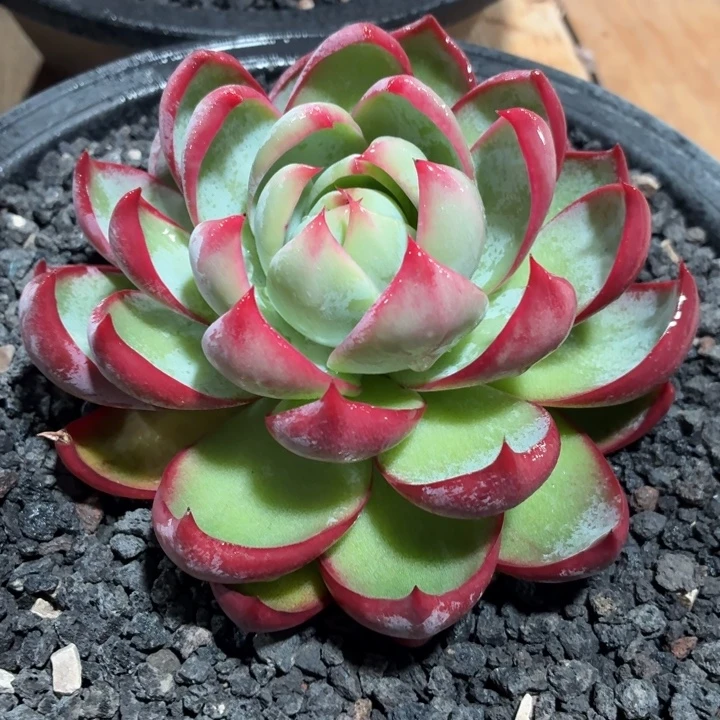 惊鸿仙子一物一拍