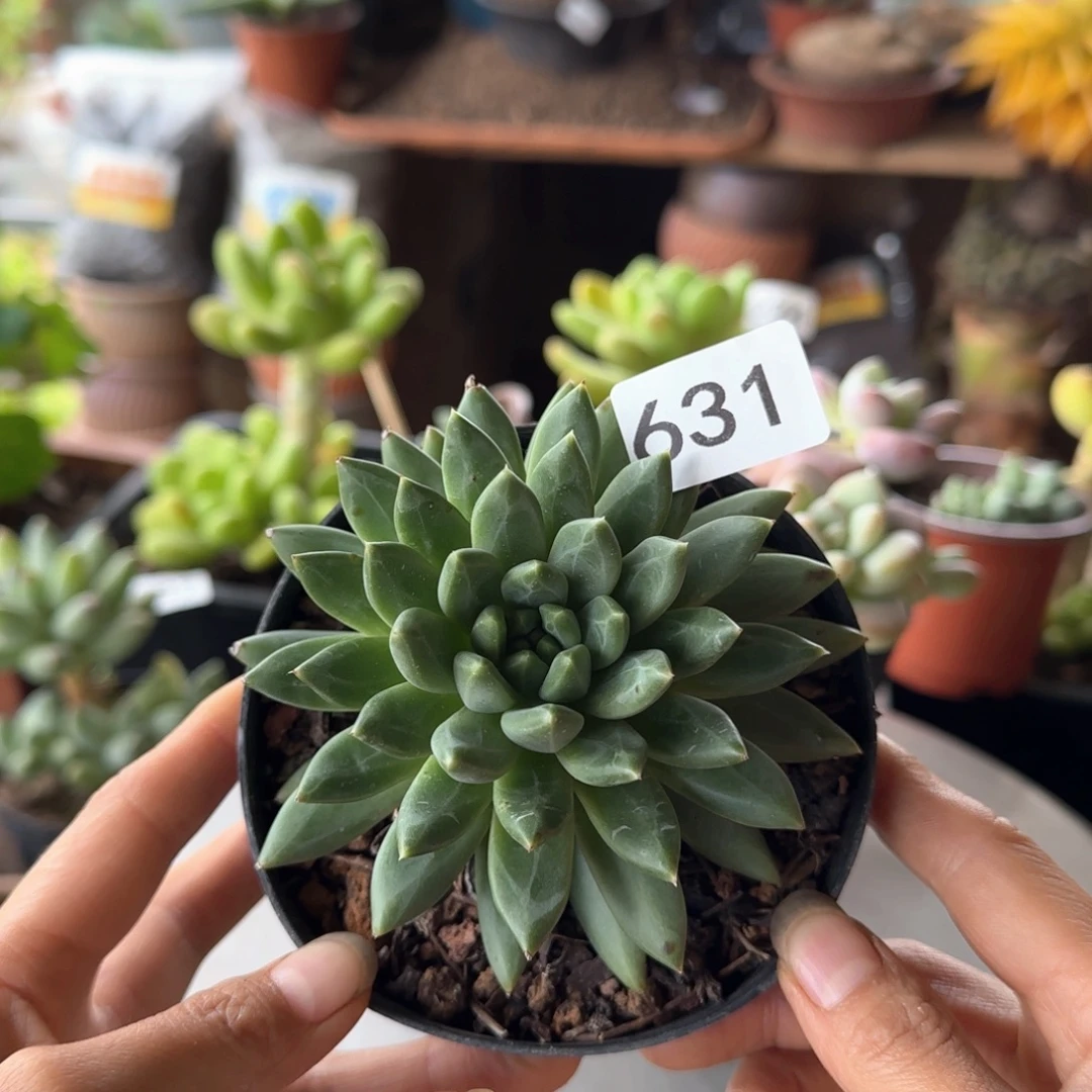 631号一物一拍 一物一拍