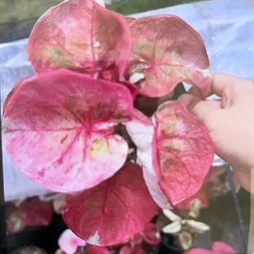 33-0417彩叶芋泰国发货