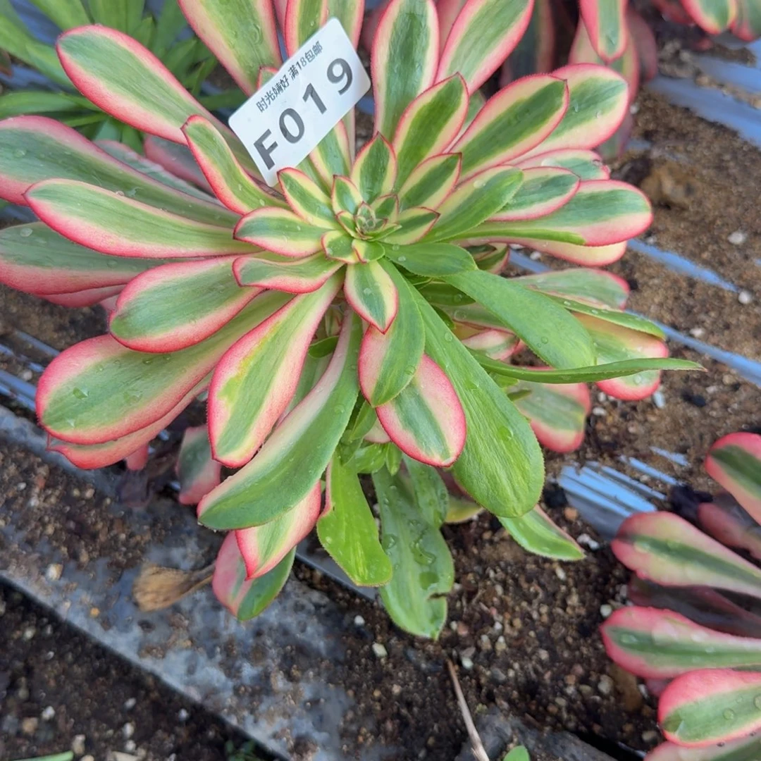 唐***少019初恋到秋。多肉植物