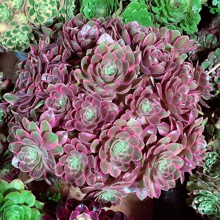 妙*浣纱捧花，多肉植物